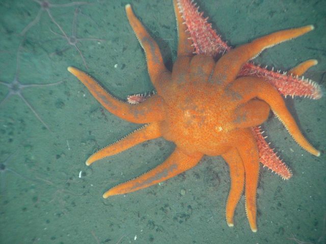 The sun star Solaster dawsoni attacking the spiny red sea star Hippasteria spinosa. Picture