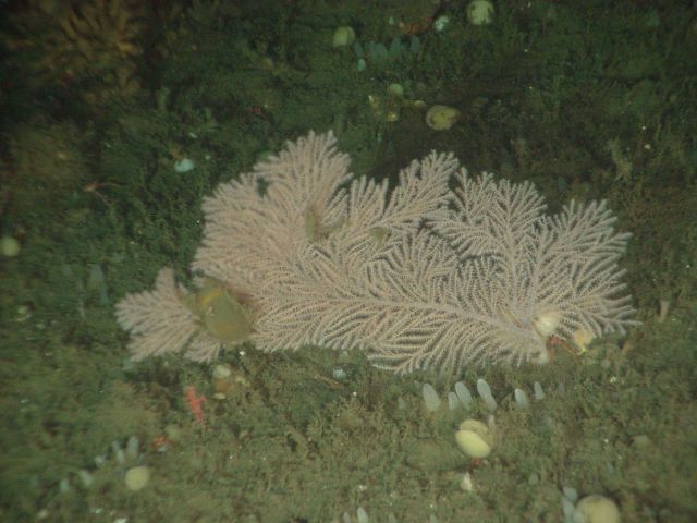 The soft coral Plumarella longispina Picture