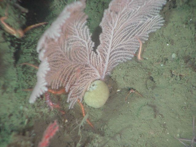 The soft coral Plumarella longispina and sponge Picture