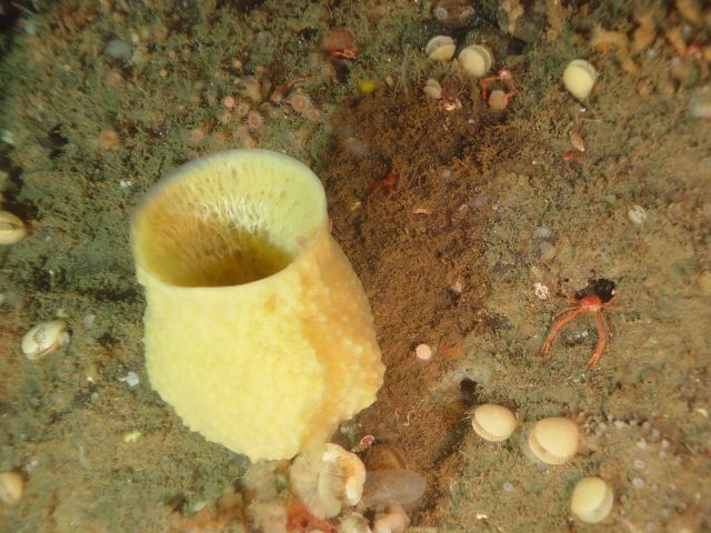 A large yellow sponge. Picture