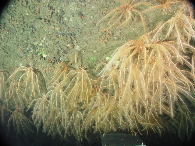 The crinoid Florometra serratissima Picture