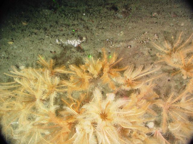 The crinoid Florometra serratissima Picture