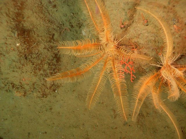 The crinoid Florometra serratissima Picture