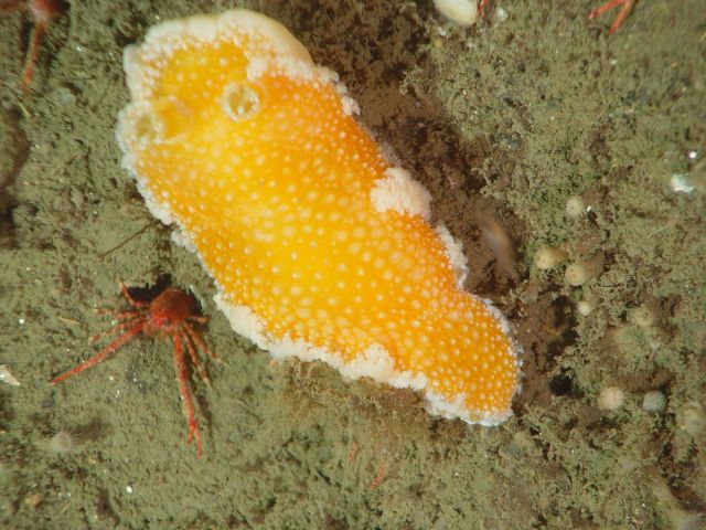 Orange peel nudibranch (Tochuina tetraquetra) Picture