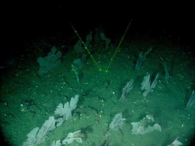 A field of Plumarella longispina soft corals all oriented perpendicular to the current - a foraging strategy. Picture