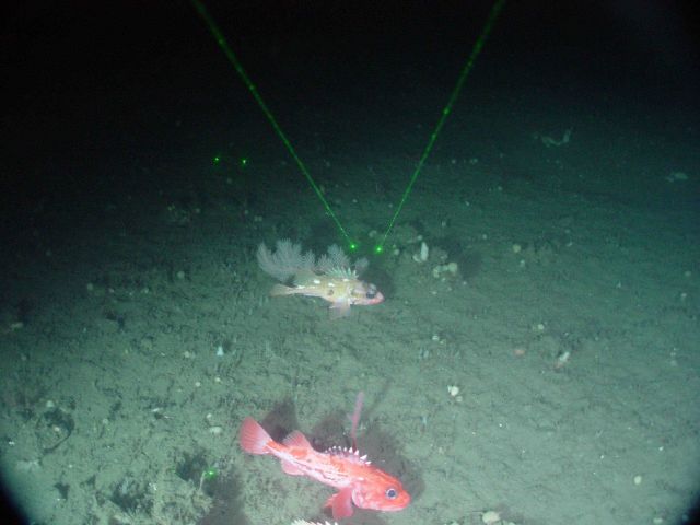 Two species of rockfish on the slope Picture