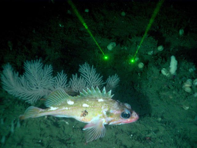 Rockfish - green laser dots are ten centimeters apart for scale Picture