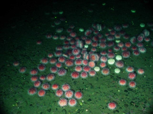 Congregation of the pink urchin (Allocentrotus fragilis) with a few white urchin (Stronglyocentrotus pallidus) Picture