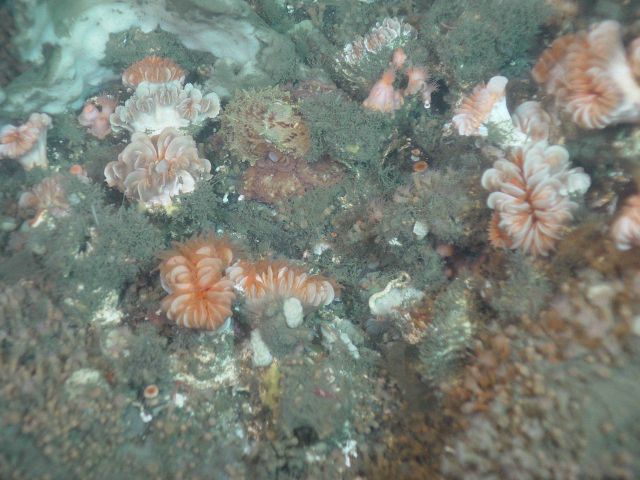 Cup corals Desmophyllum dianthus Picture