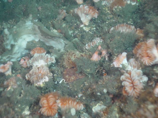 Cup corals Desmophyllum dianthus Picture