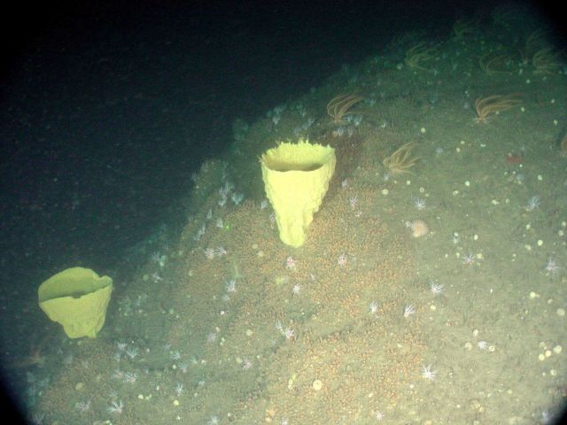 Yellow vase sponges. Picture