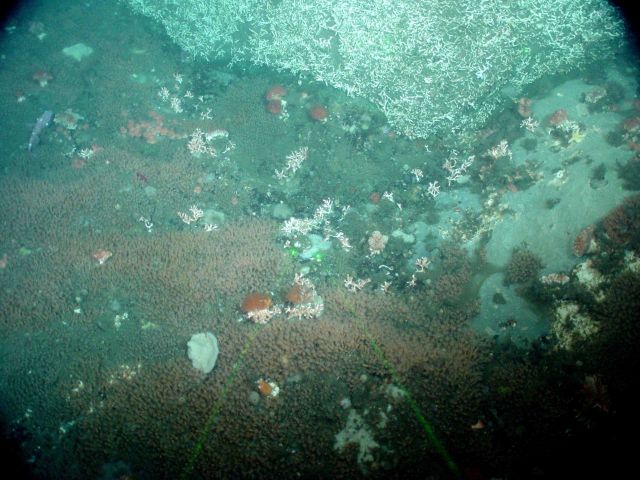 Margin of dead Lophelia pertusa rubble field and live fauna carpeting seafloor Picture