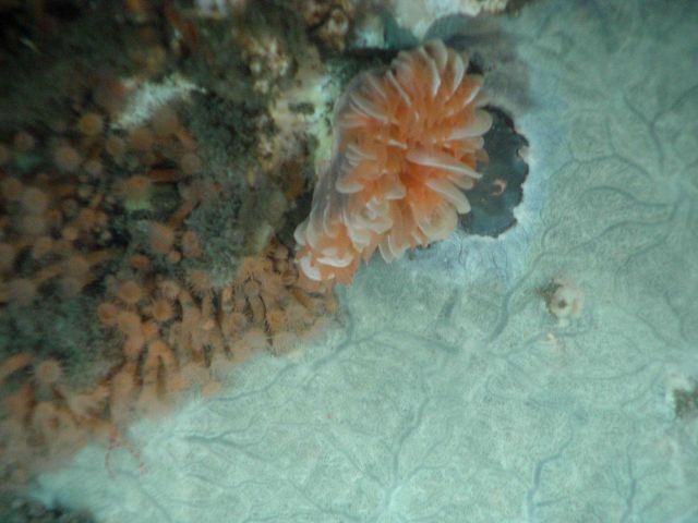 Cup coral Desmophyllum dianthus Picture