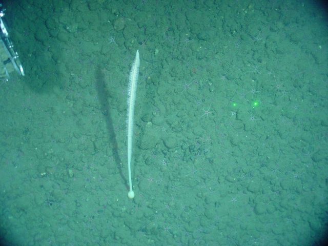 A sea pen Picture