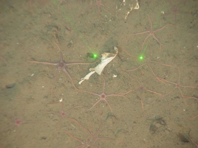 Brittle stars and remains of marine snail Picture