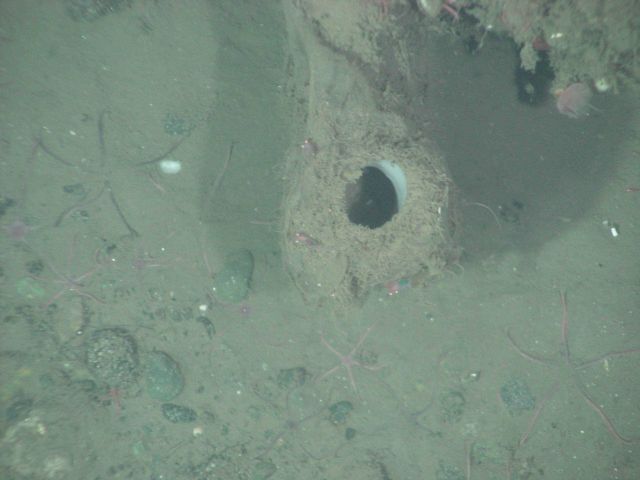 Sponge and brittle stars Picture