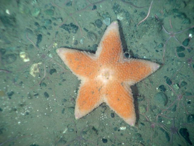 Sea Star (Pteraster sp.) Picture