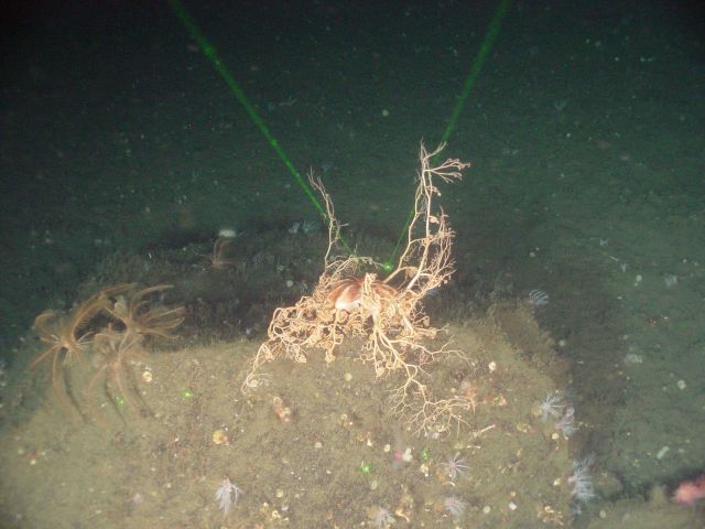 Basket star and feather stars on local topographic high Picture