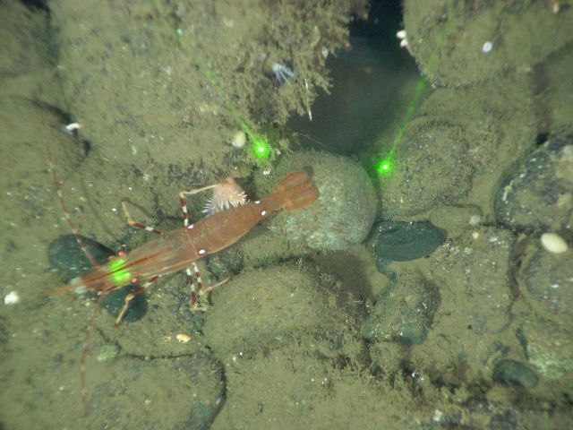 Spot Shrimp (Pandalus platyceros) Picture