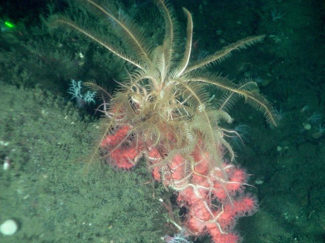 Deep sea coral (Paragorgia arborea pacifica) with crinoid Picture