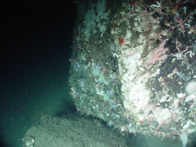 Boulder covered with various life forms including brittle stars Picture