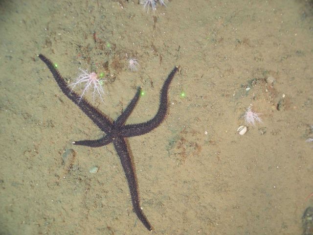 Starfish apparently regenerating two arms, although looks symmetric Picture