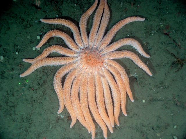 Orange sunflower starfish Picture