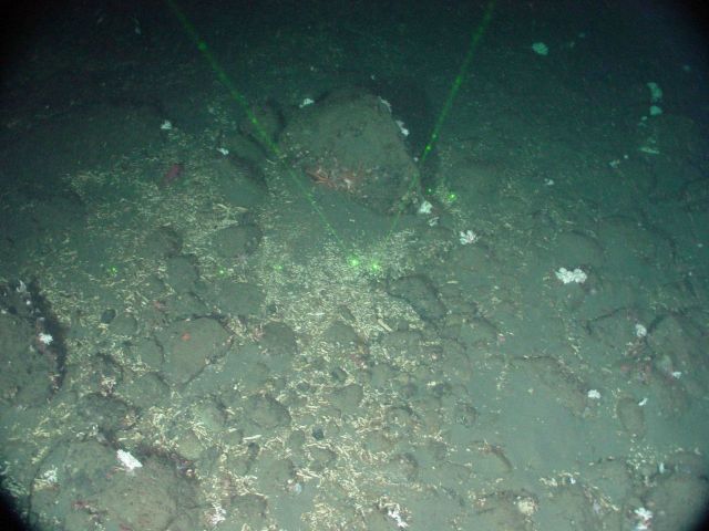 Looks like zigzag coral (Madrepora oculata) Picture