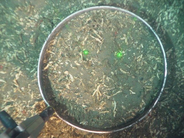 Sampling Lophelia pertusa dead zone Picture