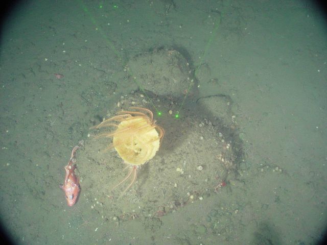 Yellow vase sponge, crinoids, and rosythorn rockfish using glacial erratic as habitat Picture