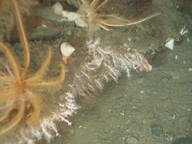 White gastropods, feather stars, and white coral Picture