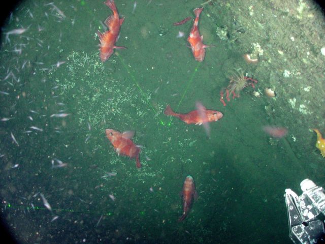 Redbanded rockfish (Sebastes babcocki) Picture