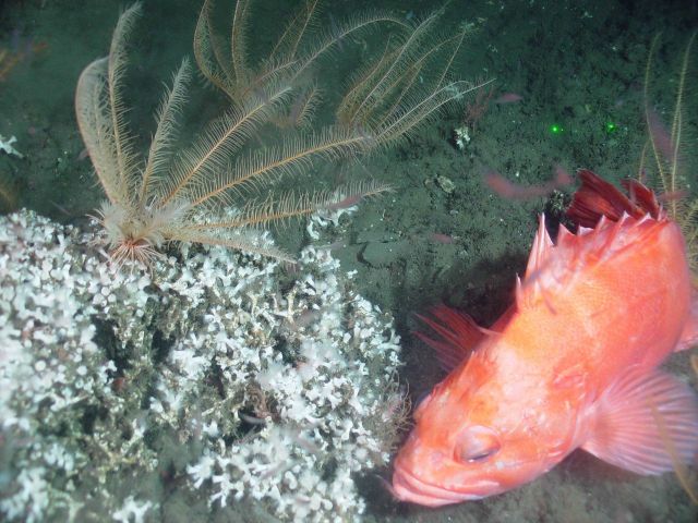 Rockfish with deep sea coral (Lophelia pertusa) Picture
