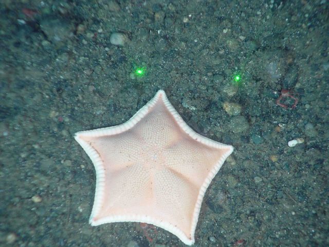 A white sea star Picture