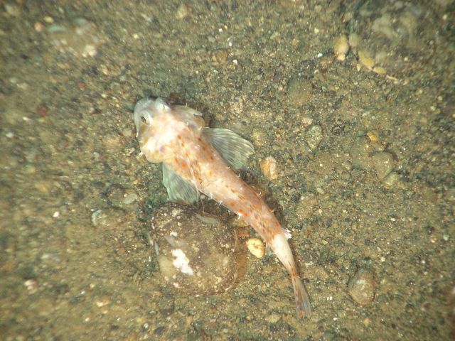 A small fish Picture