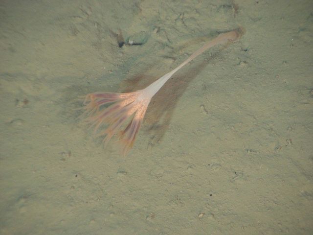 The elegant soft coral sea pen, Umbellula sp. Picture