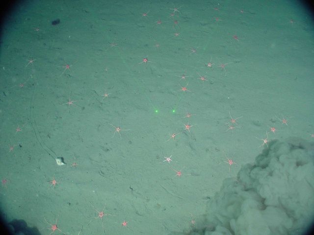 Brittle stars and whelk leaving a track across the mud of the continental slope Picture