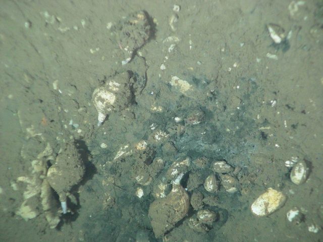 Whelks and clams at a methane cold seep in the Juan de Fuca Canyon Picture