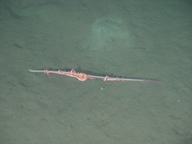 Purple sea pen that often has a large brittle star (Asteronyx loveni) associated with it. Picture