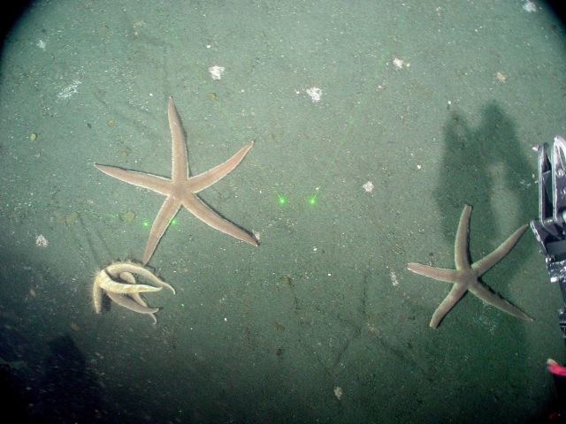 Luidia foliolata, a predatory sea star that feeds on bivalves, sea cucumbers and brittle stars among other things, makes an imprint in the sand, like  Picture