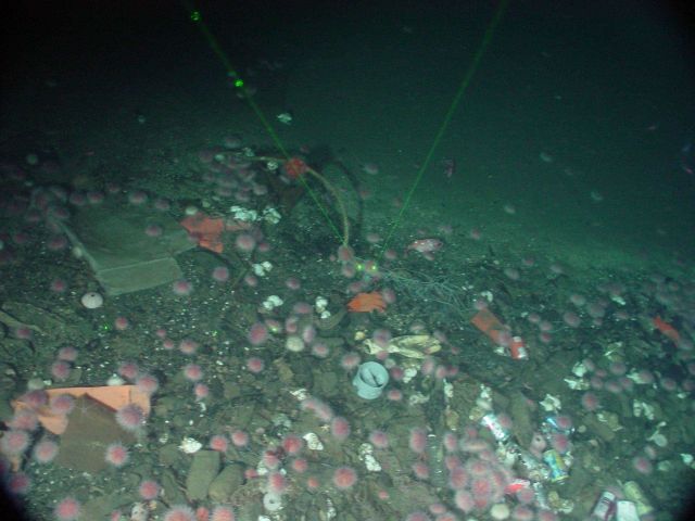 Marine debris human trash thrown overboard from vessel attracts variety of marine life, particularly urchins and whelks. Picture