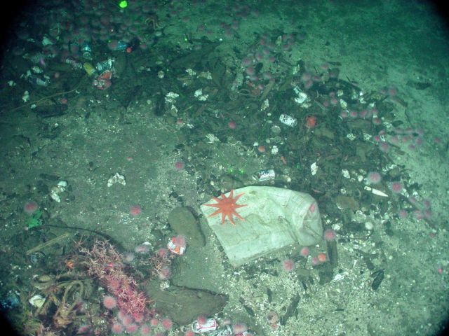 Marine debris human trash thrown overboard attracts urchins, a sun star, whelks, and an assemblage of brittle stars. Picture