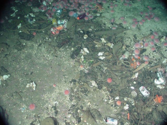 Marine debris human trash thrown overboard attracts urchins, a sun star, and whelks. Picture