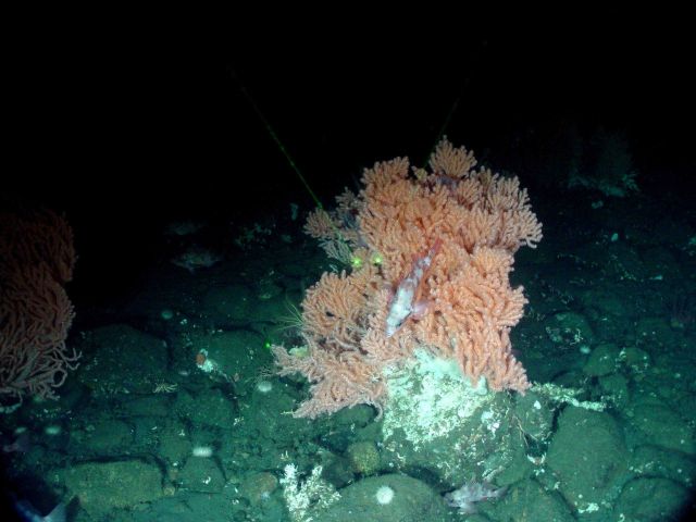 Primnoa pacifica providing habitat for rockfish. Picture