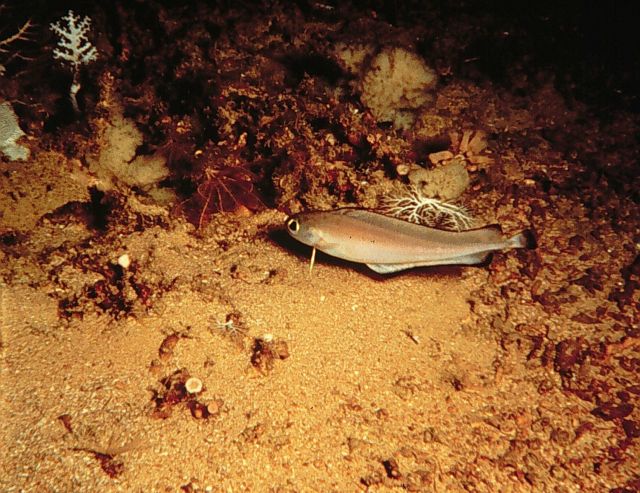 Estuary to Abyss Expedition 2004 Picture