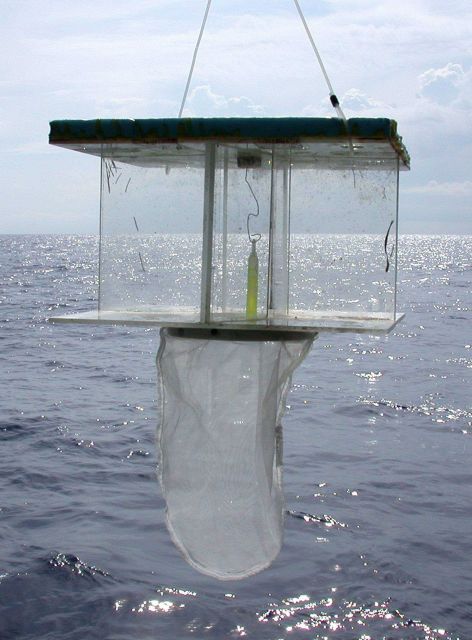Estuary to Abyss Expedition 2004 Picture