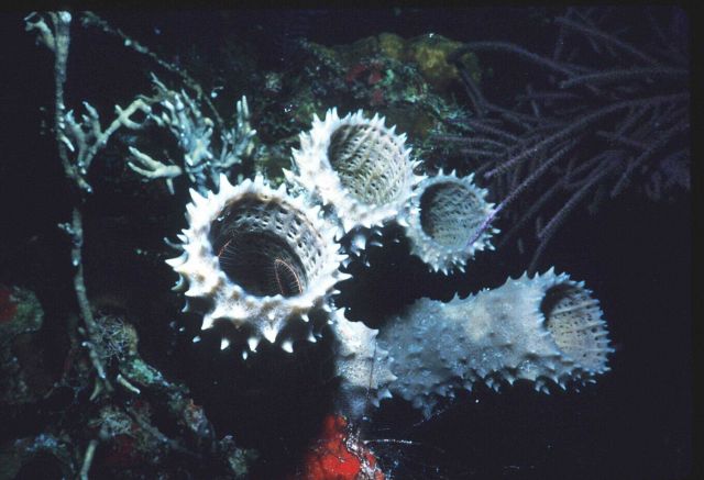 Estuary to Abyss Expedition 2004 Picture