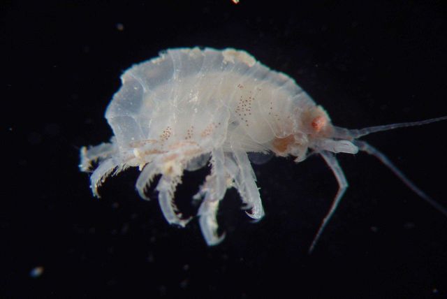 Florida Deep Coral Expedition 2005 Picture