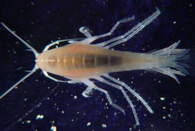 Florida Deep Coral Expedition 2005 Picture