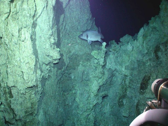 Lost City Expedition 2005 Picture